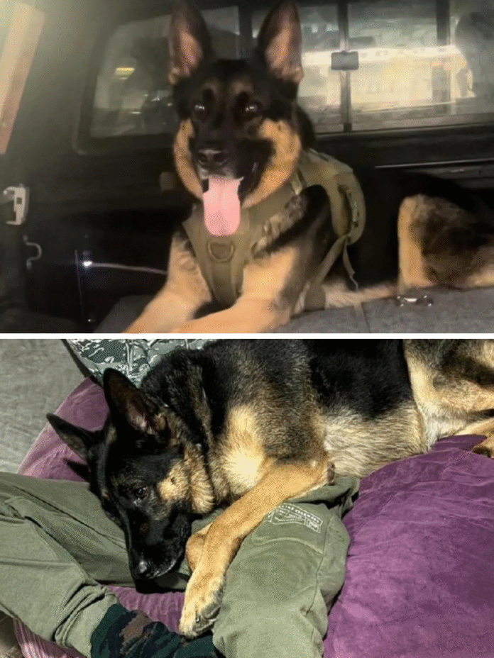 Dọc - 2025-11-27T005910.288