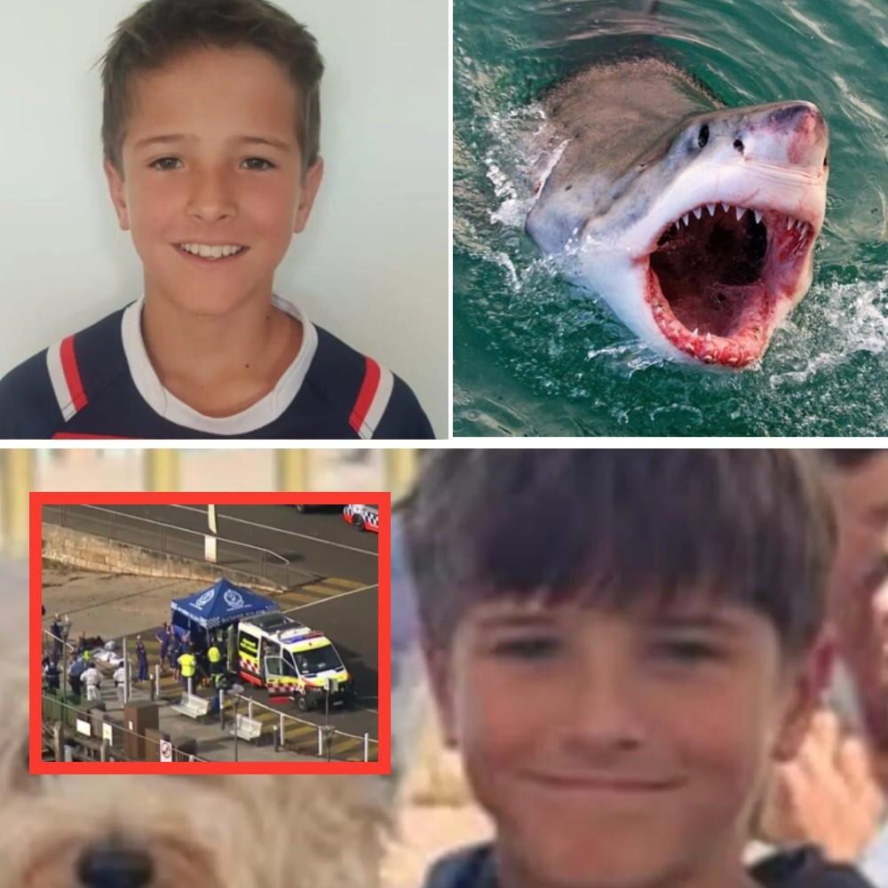 “He went into the water laughing… and never came home the same” — inside the final days of 12-year-old Nico Antic after the Sydney Harbour shark attack that stunned the world