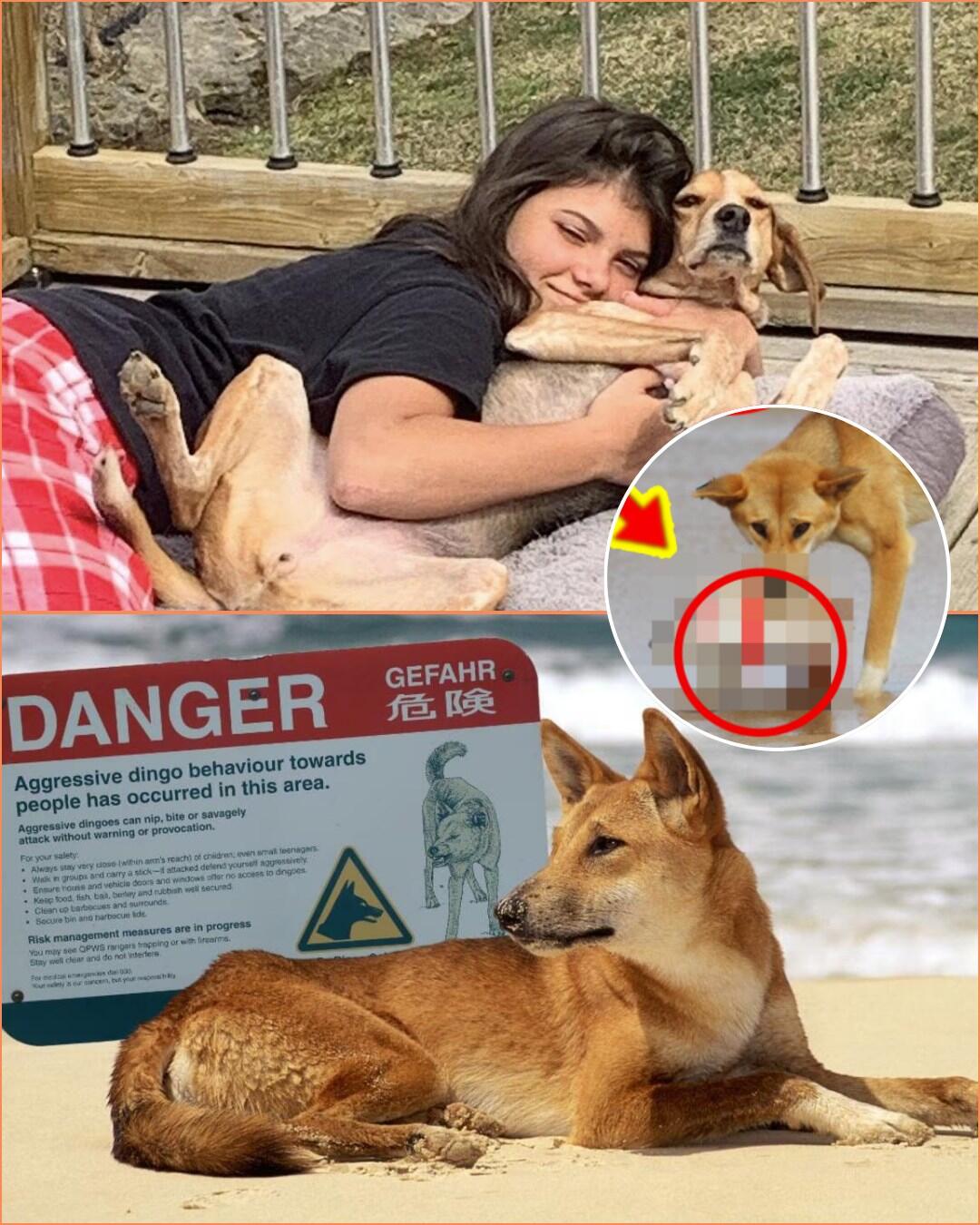 “STOP KILLING THEM — SHE WOULDN’T WANT THIS”: Outrage erupted after the family of the Canadian tourist condemned the killing of K’gari’s Dingo, calling the act “cruel, wrong and a second tragedy.”