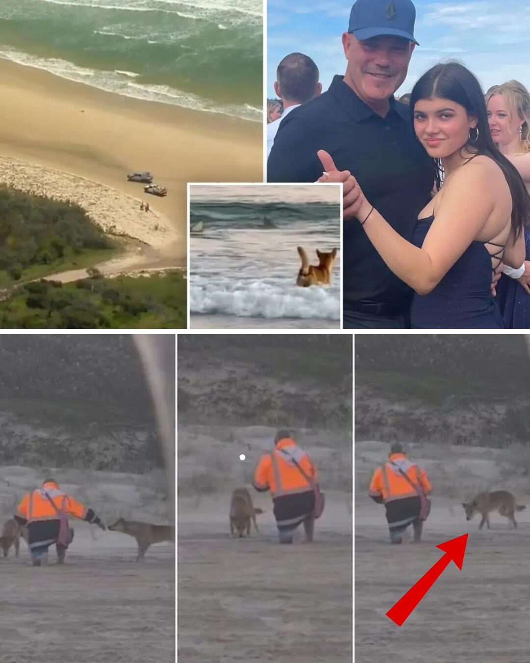 “I can’t believe they did that”: A shocking new video has taken the mysterious case of Piper James’s Dingo dog in an unexpected direction.
